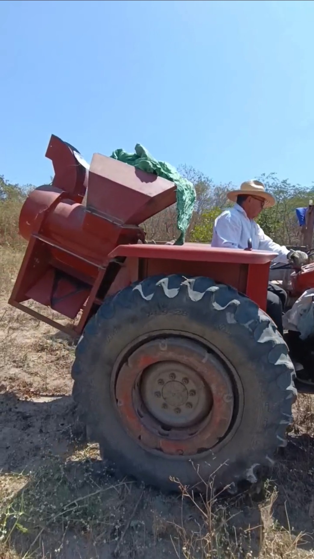 Colheita e Debulha do Nosso Milho ? no Sítio #roça #agro #caipira #nordeste